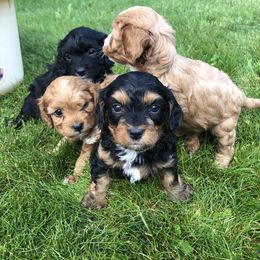 Cavalier King Charles Spaniel and Cavapoo Puppies from Small Town Cavaliers