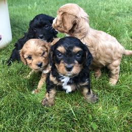 Cavalier King Charles Spaniel and Cavapoo Puppies from Small Town Cavaliers