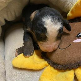 Shanti - Tri-color female Bernese Mountain Dog puppy in Rural Retreat, Virginia from Bernese Bunker