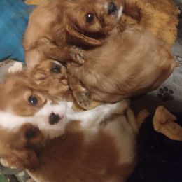 Boy 3 - Cavalier King Charles Spaniel puppy from Grace Cavalier Kingdom