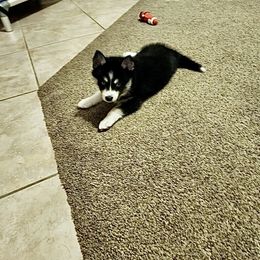 Pomsky Puppies from A1 Pomskies