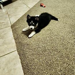 Pomsky Puppies from A1 Pomskies