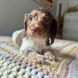 Prince George - Piebald male Dachshund puppy in Aiken, South Carolina from State Eight Dachshunds