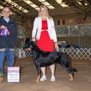 “Rhae” - Beauceron