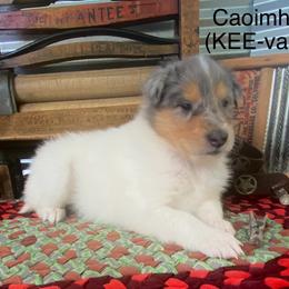 Caeimhe (KEE-va) - White merle female Collie puppy in Hinckley, Minnesota from Rusty Spur Collies