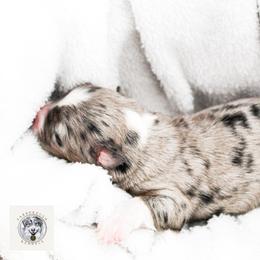Miniature Australian Shepherd Puppies from Yarborough Kennels