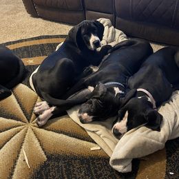 Great Dane Puppies from Thomas Family Danes