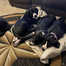 Great Dane Puppies from Thomas Family Danes