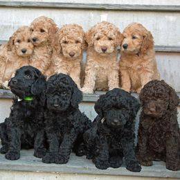 Labradoodles from Bristol Mine Kennels