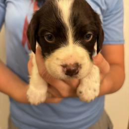Boy 3 - Liver and white male Brittany puppy in Rhoadesville, Virginia from HOMESCHOOLED BRITTANYS LLC