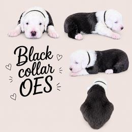 Black collar - Gray and white male Old English Sheepdog puppy in Mesa, Arizona from Desert Sheepies and Doodles