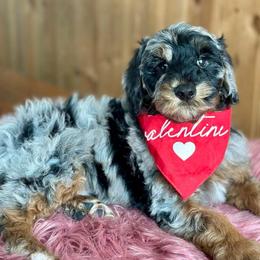 Ryder Wright - Blue merle male Aussiedoodle puppy in Lancaster, Minnesota from Finney Ranch