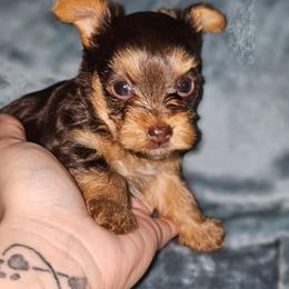 Teacup chocolate boy 2 - Liver male Yorkshire Terrier puppy in Thornville, Ohio from My precious yorkies