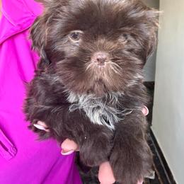 July - Chocolate female Shih Tzu puppy in Azusa, California from RJ Shih Tzu lover