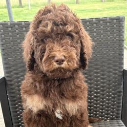Jethro - Phantom male Goldendoodle puppy in Joilet, Montana from L&Z Goldendoodles