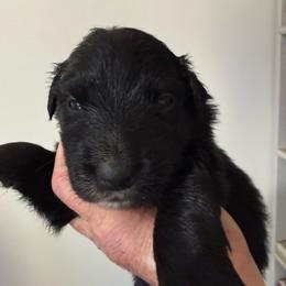 Moonstone - Black & white female Australian Shepherd puppy in Ellensburg, Washington from Creekside Aussies