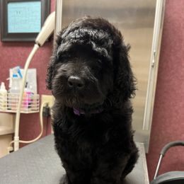 Goldendoodle, Golden Retriever, and Poodle Puppies from Angelic Goldens