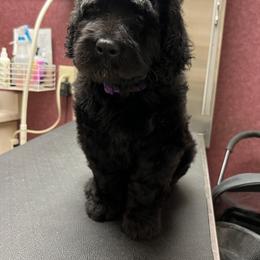 Goldendoodle, Golden Retriever, and Poodle Puppies from Angelic Goldens