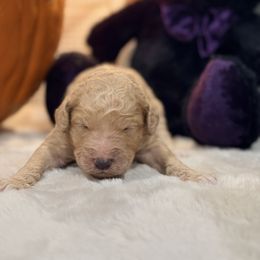 Myrtle Snow - Apricot female Goldendoodle puppy in Houston, Texas from Were The Mack'Doodles