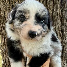 Granite - Blue merle male Australian Shepherd puppy in Iola, Texas from MK Aussies