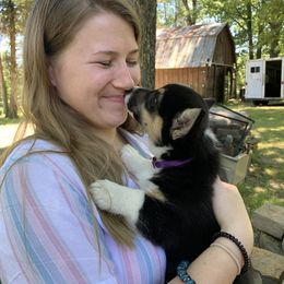 Pembroke Welsh Corgi Puppies from Trails End Corgis