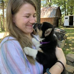 Pembroke Welsh Corgi Puppies from Trails End Corgis