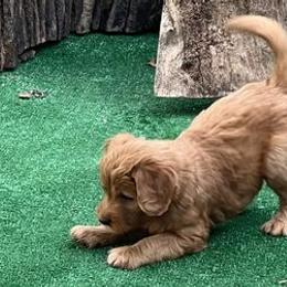 Goldendoodles from New Dawn Poodles and Doodles