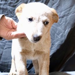L61-03 - Red speckled male Australian Cattle Dog puppy in Sheridan, Oregon from 6pk Cattledogs