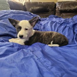 Tiger - male Cardigan Welsh Corgi puppy in Myton, Utah from Cardigan Corgi Cuties 💓