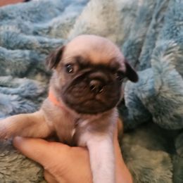 Orange Collar - Fawn male Pug puppy in Canterbury, Connecticut from Pug Palace Kennel