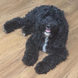Bernedoodle puppies from Green Acres Doodles