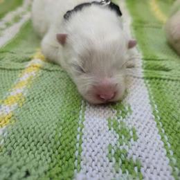 Black collar boy - White male Samoyed puppy in Broomfield, Colorado from Klondike Snow Samoyeds