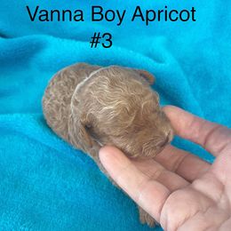Poodle puppies from Canyon Spring Ranch Poodles