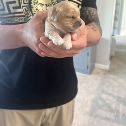 Cockapoo Puppies from Brevard County Cockapoos