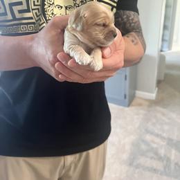 Cockapoo Puppies from Brevard County Cockapoos