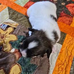 Poppy - White and red female Papillon puppy in Hollister, Missouri from Swan Creek Kennel