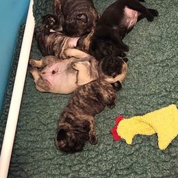 Pug Puppies from Pugs and Kisses from Kansas