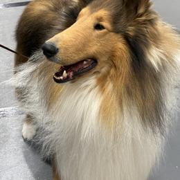 Collie and Shetland Sheepdog All Grown Up from Clarity