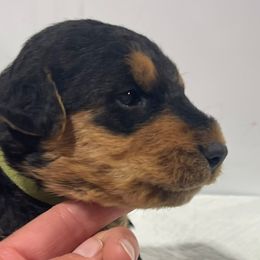 Green - Black and tan female Airedale Terrier puppy in Castle Rock, Washington from Seaquest Airedales
