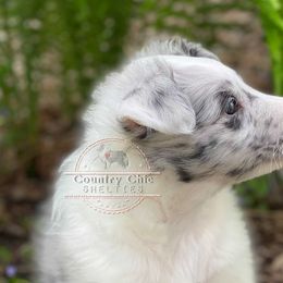 Shetland Sheepdog Puppies from Country Chic Shelties