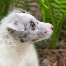 Shetland Sheepdog Puppies from Country Chic Shelties
