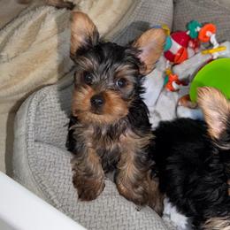 Bunny - Blue and gold male Yorkshire Terrier puppy in Fort Myers, Florida from Katherine’s Yorkies and Poodles