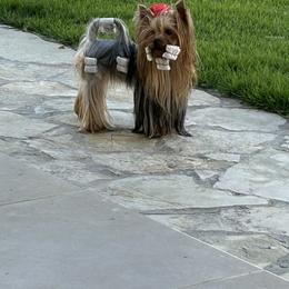 Rica - Yorkshire Terrier