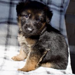 Hali - Black and red female German Shepherd puppy in Garland, Maine from Vom Schön Traumhund