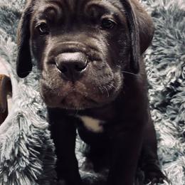 Cane Corso from Keystone Cane Corso