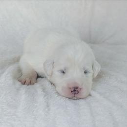 Orange - White male Great Pyrenees puppy in Yakima, Washington from Naches Heights Ranch