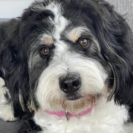 Bernedoodles from Stop, Drop, & Roll Doodles