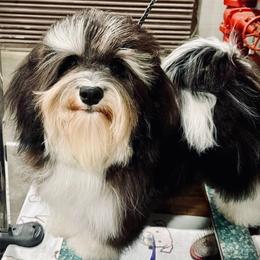 Faith - Havanese