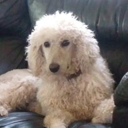 Diamond - Poodle