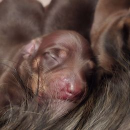 Dachshund Puppies from Tumbleweed Dachshunds